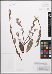 Foto von Salix caprea L. x Salix purpurea L.